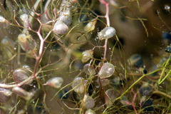 Utricularia aurea