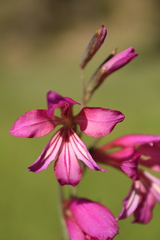 Gladiolus communis