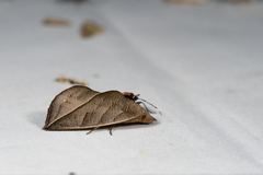 Calyptra orthograpta