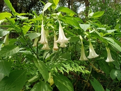 Brugmansia suaveolens