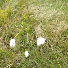 Eriophorum vaginatum