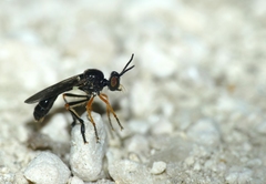 Dioctria longicornis