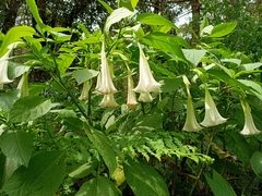 Brugmansia suaveolens