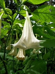 Brugmansia suaveolens