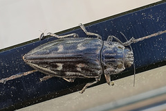 Chalcophora intermedia