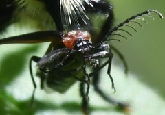 Schizotus cervicalis