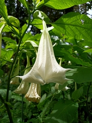 Brugmansia suaveolens