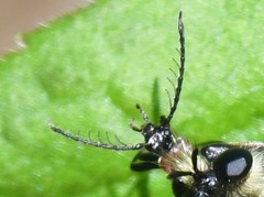 Schizotus cervicalis