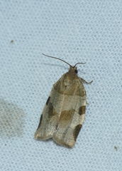 Choristoneura hebenstreitella