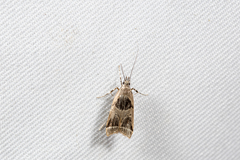 Deltoplastis commatopa