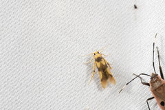 Stathmopoda fusciumeraris