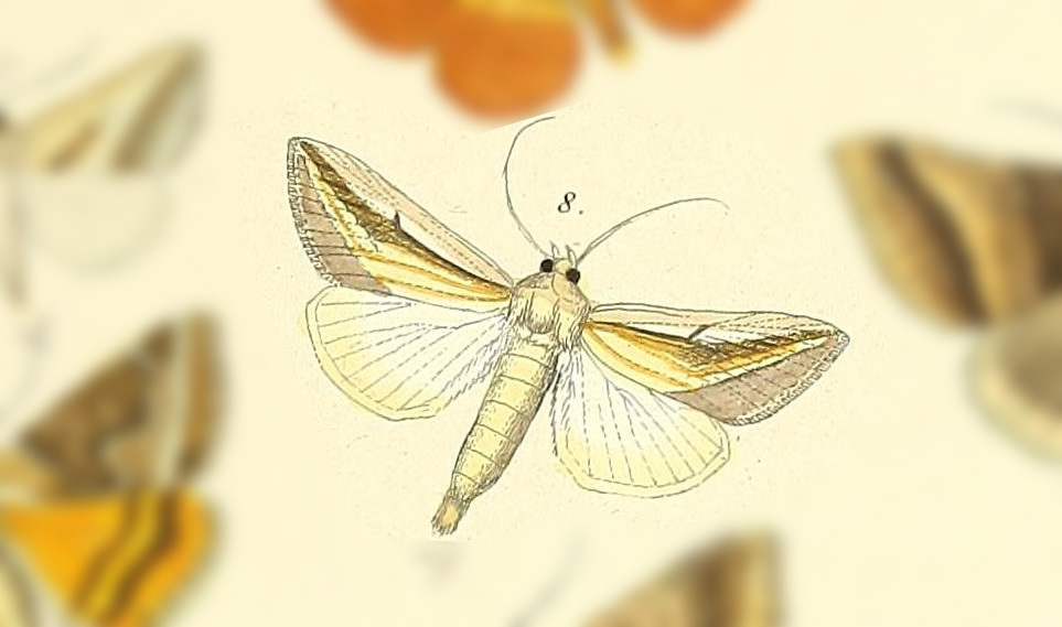 Pitara subcosta