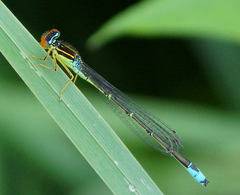 Enallagma antennatum