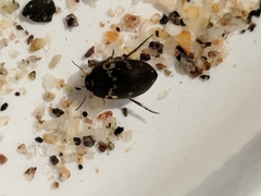 Leconectes striatellus