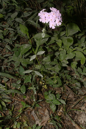Image of Phlox pulchra by (c) Brian Finzel, some rights reserved (CC BY-SA)