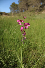 Gladiolus communis