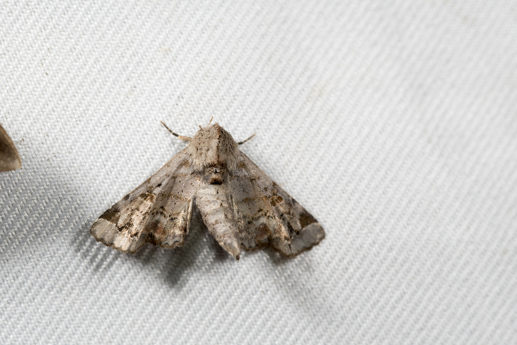 Atacira lyncestides