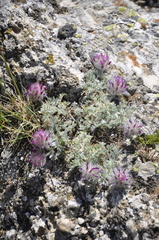 Astragalus setosulus