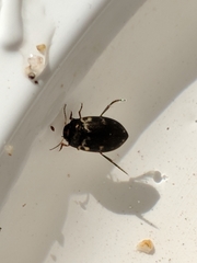 Leconectes striatellus