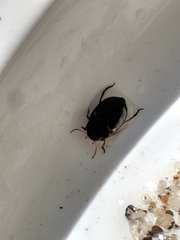 Leconectes striatellus