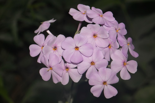 Image of Phlox pulchra by (c) Brian Finzel, some rights reserved (CC BY-SA)
