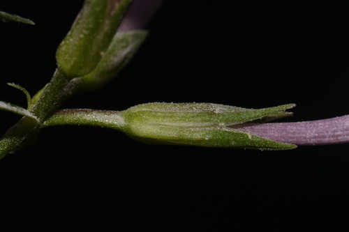 Image of Phlox pulchra by (c) Brian Finzel, some rights reserved (CC BY-SA)