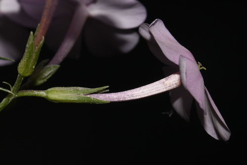 Image of Phlox pulchra by (c) Brian Finzel, some rights reserved (CC BY-SA)