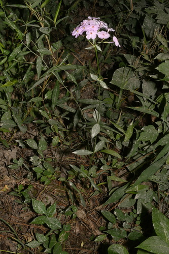 Image of Phlox pulchra by (c) Brian Finzel, some rights reserved (CC BY-SA)