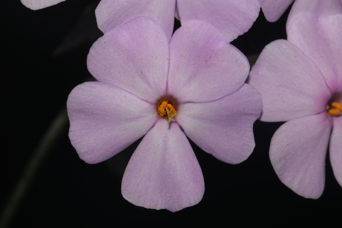 Image of Phlox pulchra by (c) Brian Finzel, some rights reserved (CC BY-SA)