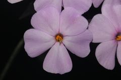 Phlox pulchra