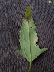 Atriplex patula