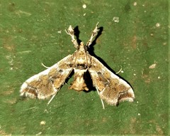 Leucinodes laisalis
