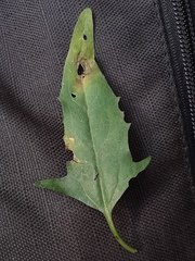 Atriplex patula