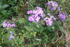 Pericallis × hybrida