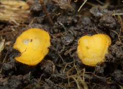 Cheilymenia vitellina