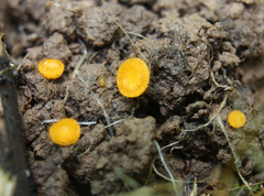 Cheilymenia vitellina