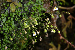 Utricularia striatula