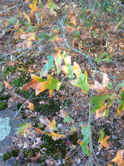 Quercus georgiana
