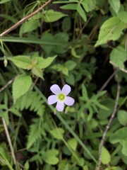 Oxalis triangularis