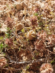 Thymus algeriensis