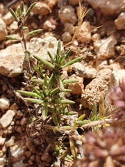 Thymus algeriensis