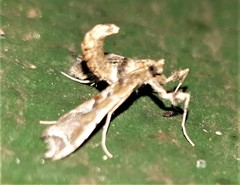Leucinodes laisalis