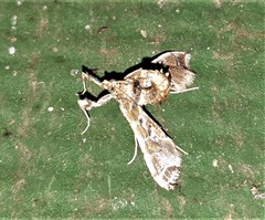Leucinodes laisalis