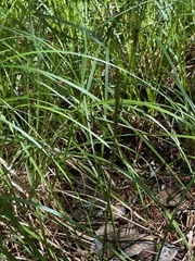 Carex striata