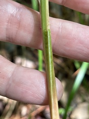 Carex striata