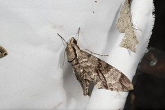 Notonagemia analis gressitti