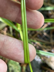 Carex striata