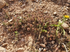 Thymus algeriensis