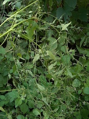 Atriplex patula