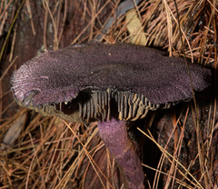 Cortinarius kioloensis